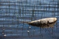 Contamination of lake change climate