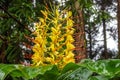 Conteira Hedychium gardnerianum flowers growing in the green forests on Sao Miguel Island, Azores, Portugal