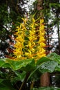 Conteira Hedychium gardnerianum flowers growing in the green forests on Sao Miguel Island, Azores, Portugal