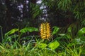 Conteira Hedychium gardnerianum flowers growing in the green forests on Sao Miguel Island, Azores, Portugal