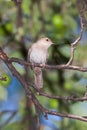 Contemplating Wren Royalty Free Stock Photo