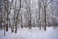 The contemplation of amazing winter forest gives a sensation of cheerfulness and fullness of life Royalty Free Stock Photo