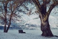 Contemplation: Seat between large trees overlooks Lake Chelan in winter