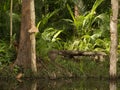 Contemplation seat on lilypond with ferns and Paperbark trees, Sunshine Coast, Queensland, Australia. Royalty Free Stock Photo