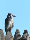 Contemplative Adult Male Blue Jay sitting on a wooden picket fence facing the sunlight. Royalty Free Stock Photo