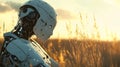 A Contemplative Android in a Golden Field at Sunset Royalty Free Stock Photo