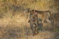 Contemplative Baby Baboon Riding on Mom