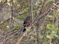 contemplative blackbird hiding in twigs