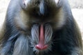 Contemplative Mandrill looking down with blue and red snout visible