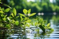 Contemplative scene of green leaves mirrored in a still water surface, go green images