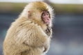 Contemplative Wild Baby Snow Monkey Royalty Free Stock Photo