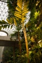 The Jewel, Changi Singapore Airport - Glass and steel roof, tropical garden