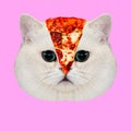 Contemporary art collage. Minimal concept. Pizza and cat