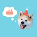 Contemporary art collage in modern magazine design. Happy akita inu dog head with birthday hat and cake on pink