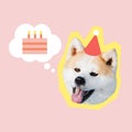 Contemporary art collage in modern magazine design. Happy akita inu dog head with birthday hat and cake on pink