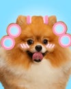 Contemporary art collage. Pomeranian dog wearing pink hair rollers and enjoy spa procedures. Pet grooming. Royalty Free Stock Photo