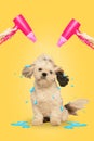 Contemporary art collage. Small purebred dog, Shih-Tzu sitting under two hair dryers against yellow background. Concept Royalty Free Stock Photo