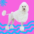 Contemporary art collage. White poodle on the beach in his bright life.