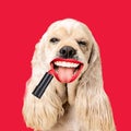 Contemporary artwork collage concept. Portrait of dog, spaniel with female mouth and red lipstick, magazine style