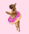 Contemporary artwork, conceptual collage. Cute funny dog, french bulldog playing with glaze donut isolated on light