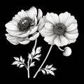 Contemporary Classicism: Detailed Black And White Flower Illustration On Black Background Royalty Free Stock Photo