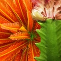 Contemporary collage. Abstraction. Cactus on a background of orange palm trees. Summer concept, landscape