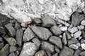 Close-up in the rock garden with various gravel stones and a light gray boulder