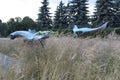 Contemporary garden sculpture of cramp fish in waves of grasses and picea on background