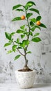 Contemporary minimalist kitchen white quartz countertop with plant, oranges, and copy space