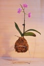 Kokedama moss ball with pink orchid phalaenopsis Royalty Free Stock Photo