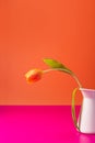 Contemporary still-life of an orange tulip in a vase on orange and pink background Royalty Free Stock Photo