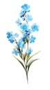 Contemporary Style Forget-Me-Not Cluster on Isolated Watercolor Sky Blue and White Background .