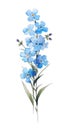 Contemporary Style Forget-Me-Not Cluster on Isolated Watercolor Sky Blue and White Background Perfect for Greeting Cards.