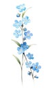 Contemporary Style Forget-Me-Not Cluster on Sky Blue and White Background .