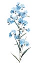 Contemporary Style Forget-Me-Not Cluster on Sky Blue and White Background .