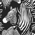 Contemporary zebra seamless patter. Black and White Fabric Pattern Design. Illustration of seamless zebra pattern, vector Royalty Free Stock Photo