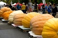 Contenders shown at The annual Giant Pumpkin Weigh-Off with Giant pumpkins weighing in at well over 1,000 pounds