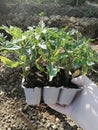 Contenitors with tomato seedlings arranged on the plantation cultivated for the industrial cultivation of tomatoes,spring preparat