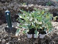 Contenitors with tomato seedlings arranged,spring preparation of planting vegetables in the garden