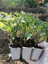 the gardener holds the seedlings in his hand,spring preparation of planting vegetables in the garden