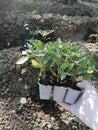 The gardener holds the seedlings in his hand,spring preparation of planting vegetables in the garden