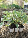 Contenitors with tomato seedlings arranged,spring preparation of planting vegetables in the garden