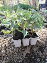 Contenitors with tomato seedlings arranged,spring preparation of planting vegetables in the garden