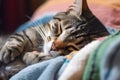 Content cat curled up on a cozy lap, providing comfort and relaxation after a long day. Generative AI Royalty Free Stock Photo