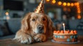 Content golden retriever with birthday cake. Pet celebration and happy moments concept