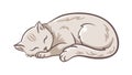 Content Grey Cat Enjoying a Deep and Peaceful Sleep, vector design Generative AI Royalty Free Stock Photo