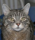 Gray Tabby Cat Male