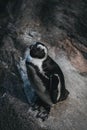 Content Penguin Sits on Rocks and Smiles at Camera