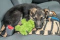 Content Puppy and his pet waiting in the car Royalty Free Stock Photo