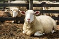 Content sheep contentedly resting in corral on farm premises